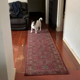 ボニーのタオルの画像