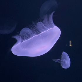 葵月二十四日　満月の画像