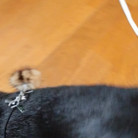 ”ちゃまこサンの体重管理2”の画像