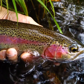 忍野のつり   　・　 川　薫るの画像