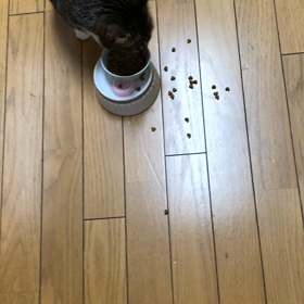 認知症の母。　新入り子猫マリーの成長。の画像