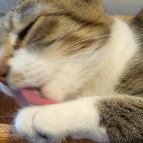 早いなあの画像