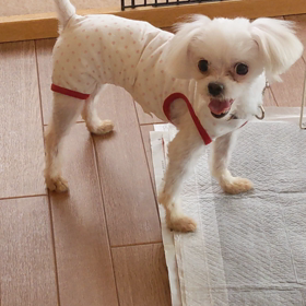 里親会&ミニフリマのお知らせの画像