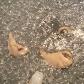 本日の料理 ガシラの肝と浮き袋とあさげの画像