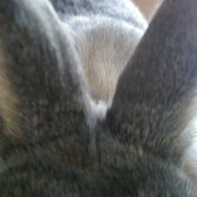 ミミちゃん動画☆の画像