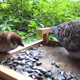 すぎぴたんの事件簿シーズン2　313話（スズメとキジバト）の画像