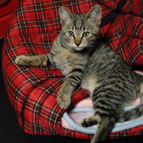 はじめまして！ジンタだよ☆の画像