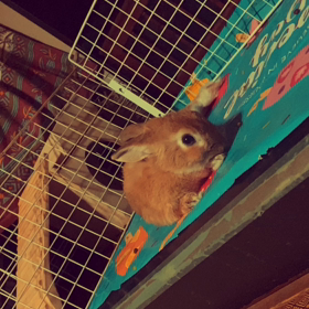 癒しのウサギの画像