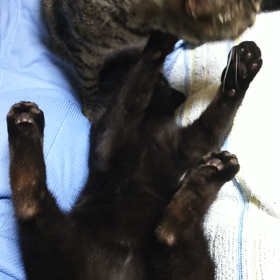 風邪引いた^^;の画像