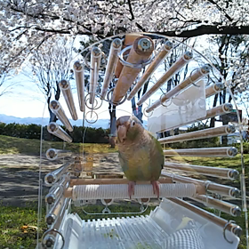 お花見してきました(動画あり)の画像