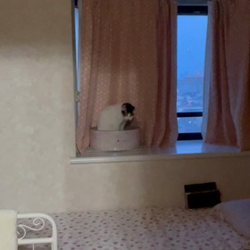 動く桃ちゃんの画像