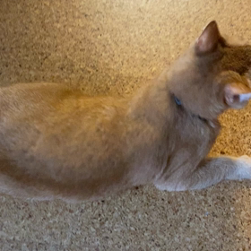 進歩ですの画像