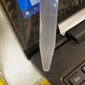 小悪魔寄生虫　動画を公開‼️の画像