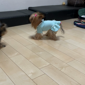 朝から運動会の画像