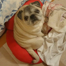 お久しぶりのペコです。の画像