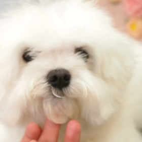 ☆マルチーズのアフロ風カット☆の画像