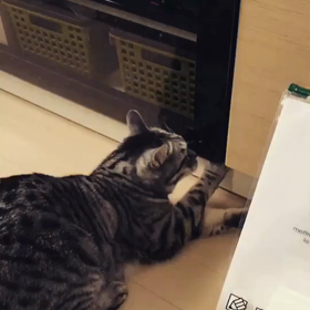 飼い猫のまやさん奮闘記②の画像