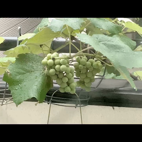 ぶどう〜ですの画像