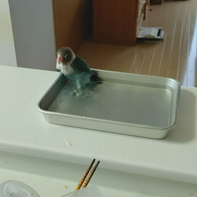 水浴び × インコの画像