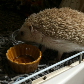 ペロペロ水飲みuniさん。の画像