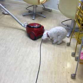 排気ダイスキ犬の画像