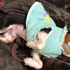 ■マイスイートベイビィちゃん■の画像