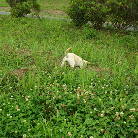 ジャーンプ！の画像