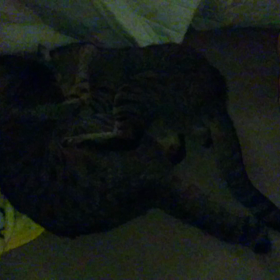 ﾁｬｯﾋﾟｰお姉さんとクレアちゃんのバトル？の画像