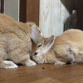 まろんがうさを…の画像