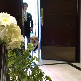 結婚式のリングドッグの動画が出てきた♡愛知県豊田市のエステサロン（そらサロン）の画像