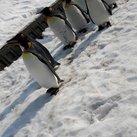 ペンギンの　お散歩❗の画像