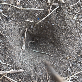 昆虫の時間の画像