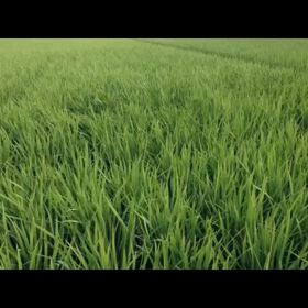 夏の田んぼの画像