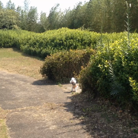 シーシーの画像