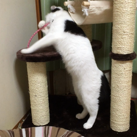 さぶちゃんエクササイズ動画の画像