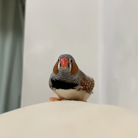 元気なイチゴの画像