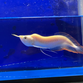 究極激珍アロワナご成約！の画像