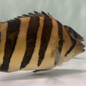 巨大サイズをお客様の目で！の画像