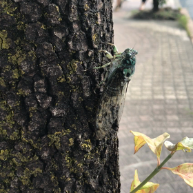 施術って…(屮゜Д゜)屮 その4の画像