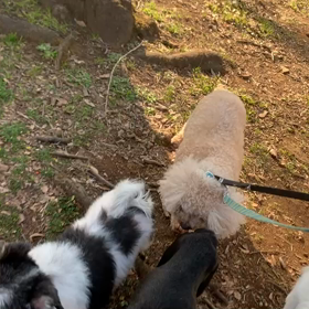 2月19日10わんこと2時間遠足　　代々木公園の画像