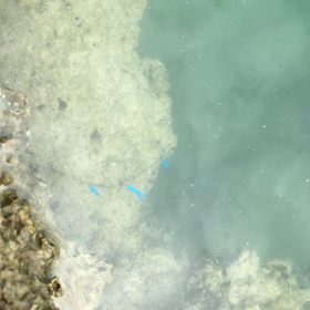 愉快な生き物たちの海の画像