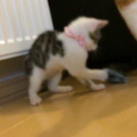 えもの 2の画像