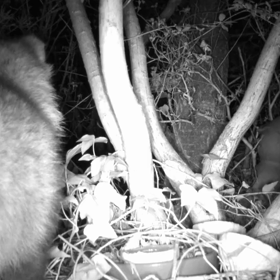 すぎぴたんの事件簿シーズン3　441話（あけましておめでとうございます２！）の画像