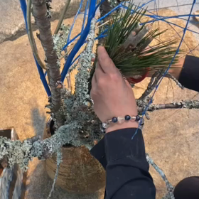 早技生け込みの画像