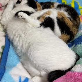 個性的な寝相の画像