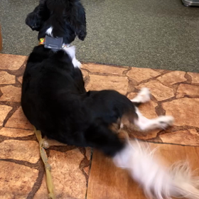 ■せんせいだいすき（しっぽブンブン）！！！■の画像