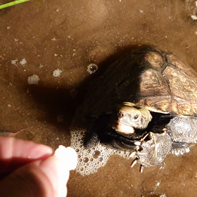 ゴハン頂戴　シーズン2の画像