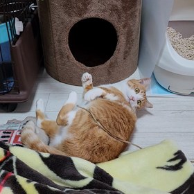 ヒモ遊びの画像