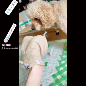 レオンちゃんと【 TikTok 】の画像