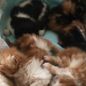 頭の下がる思いですの画像